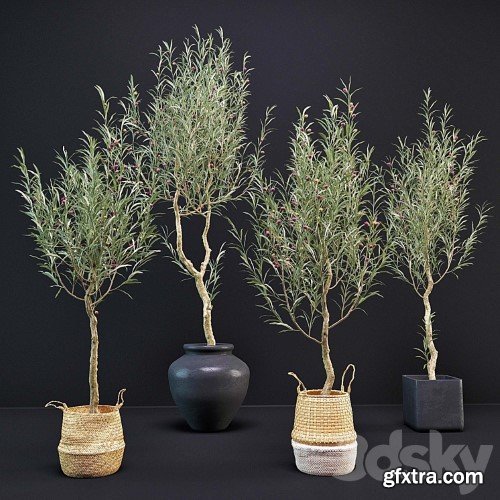 3dsky Pro - Olive Tree