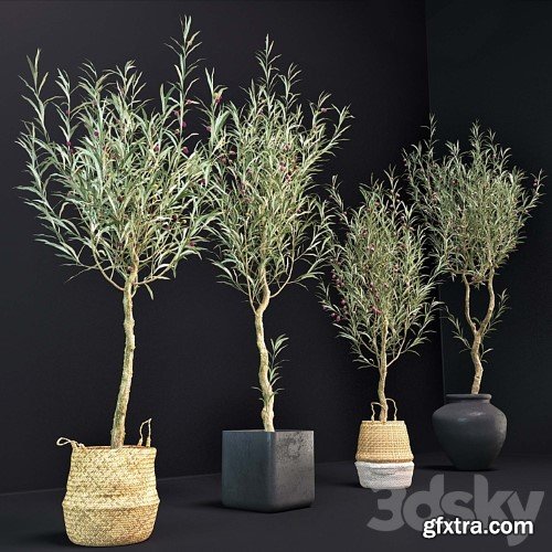 3dsky Pro - Olive Tree