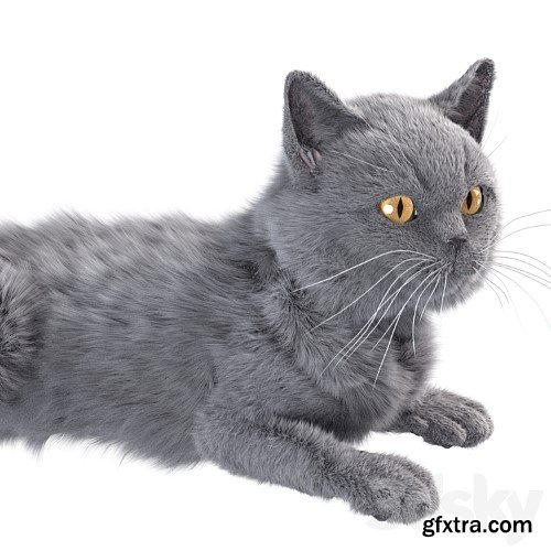 3dsky Pro - Gray Cat