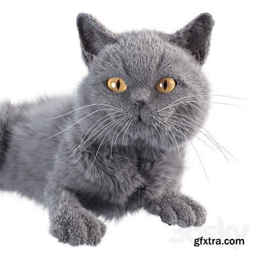 3dsky Pro - Gray Cat