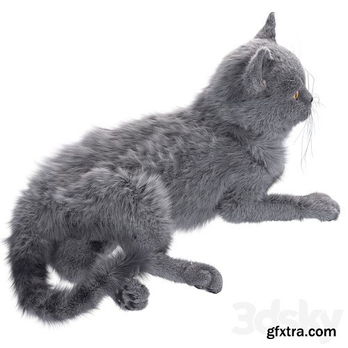 3dsky Pro - Gray Cat