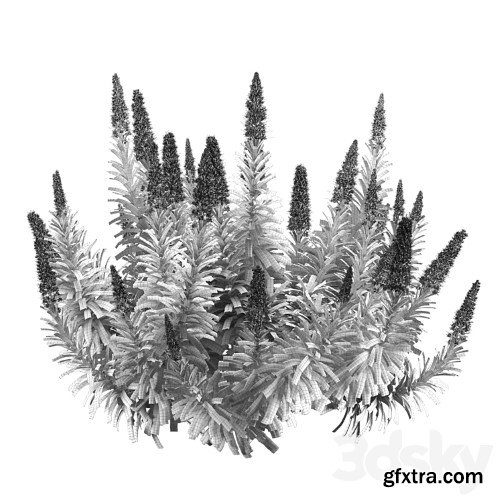 3dsky Pro - Pride of Madeira - Echium candicans