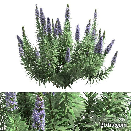 3dsky Pro - Pride of Madeira - Echium candicans