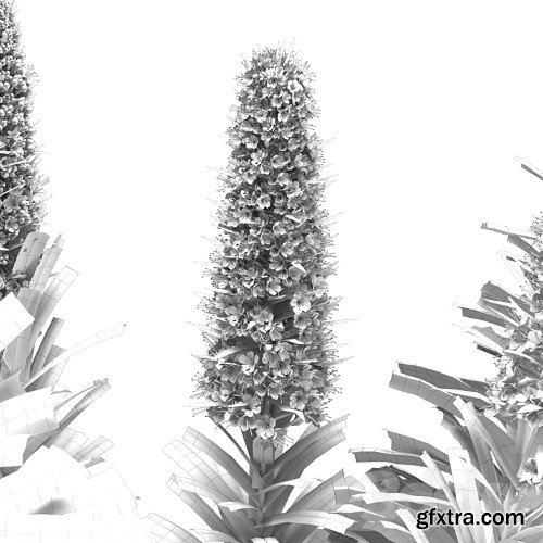 3dsky Pro - Pride of Madeira - Echium candicans