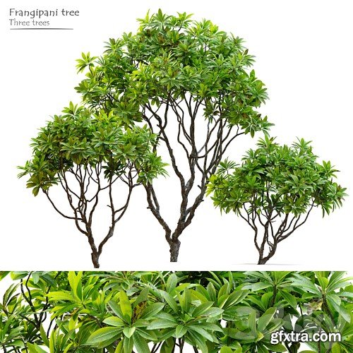 3dsky Pro - Frangipani tree