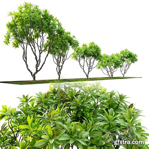 3dsky Pro - Frangipani tree