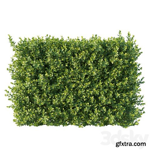 3dsky Pro - Boxwood 04