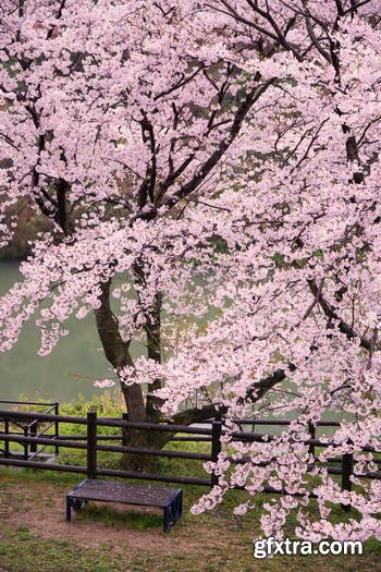 Sakura Gardens 25xJPG