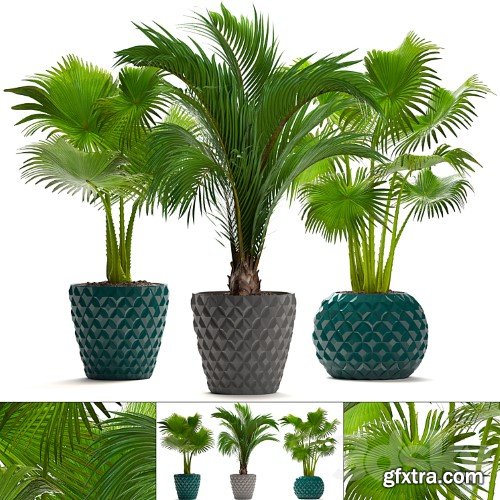 3dsky Pro - Collection of plants 214. Palm trees. Palm trees, fan, decorative, indoor, pot, flowerpot, concrete