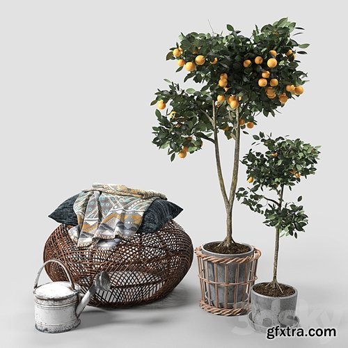 3dsky Pro - Orange Trees set_03