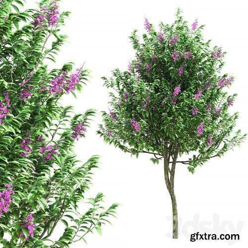 3dsky Pro - Lagerstroemia speciosa tree