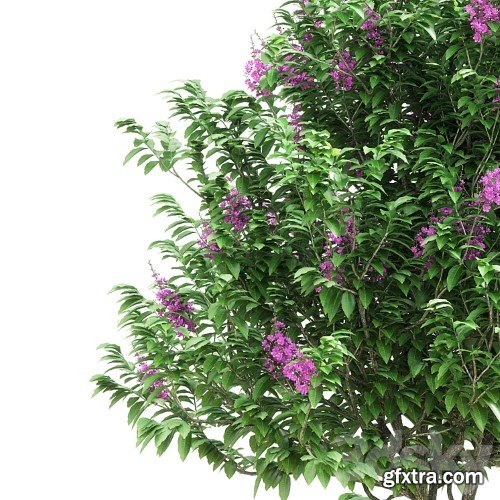 3dsky Pro - Lagerstroemia speciosa tree