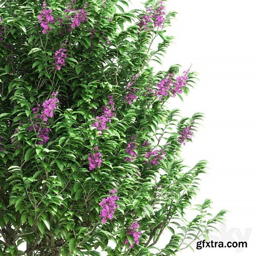 3dsky Pro - Lagerstroemia speciosa tree