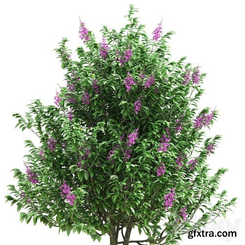 3dsky Pro - Lagerstroemia speciosa tree