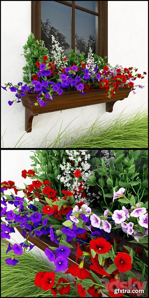 3dsky Pro - Petunia on the window