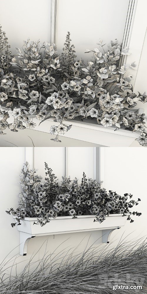 3dsky Pro - Petunia on the window