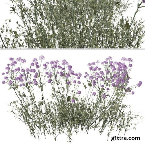CGMood - Set Of Verbena Bonariensis Plant ( Vervain )
