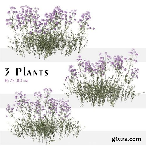 CGMood - Set Of Verbena Bonariensis Plant ( Vervain )