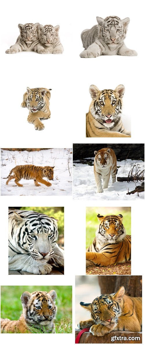 Tigers and Cubs on White Background 20xJPG