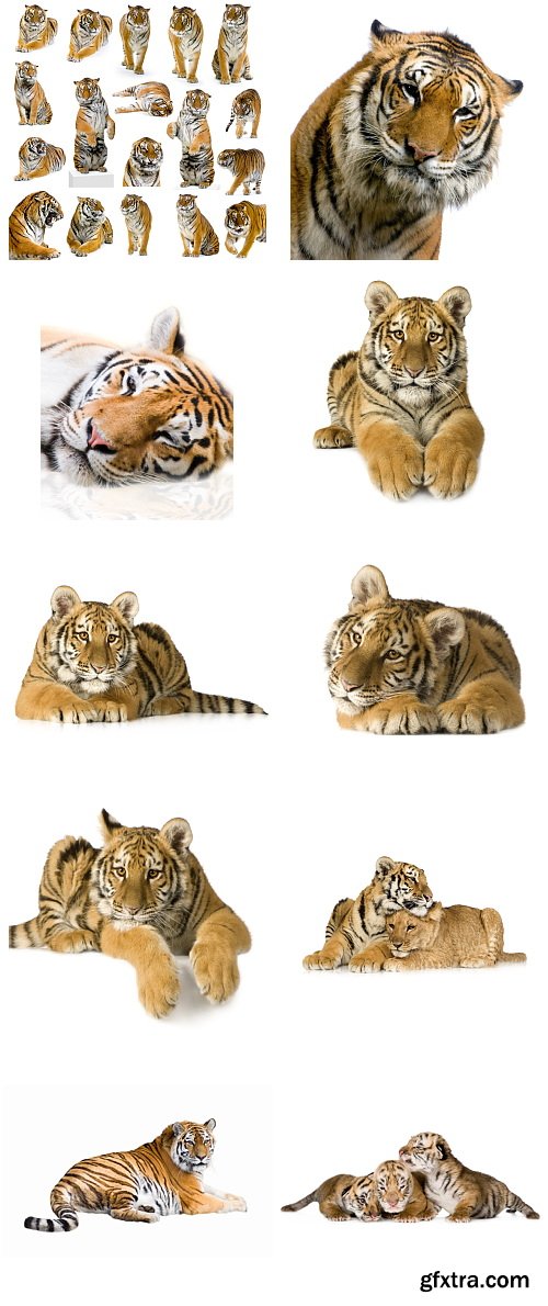 Tigers and Cubs on White Background 20xJPG