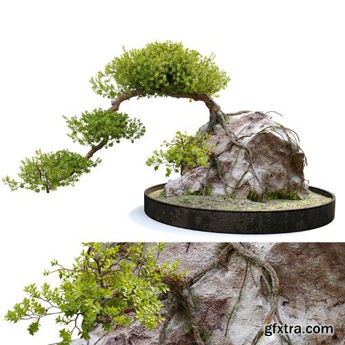 3dsky Pro - Bonsai plant_04