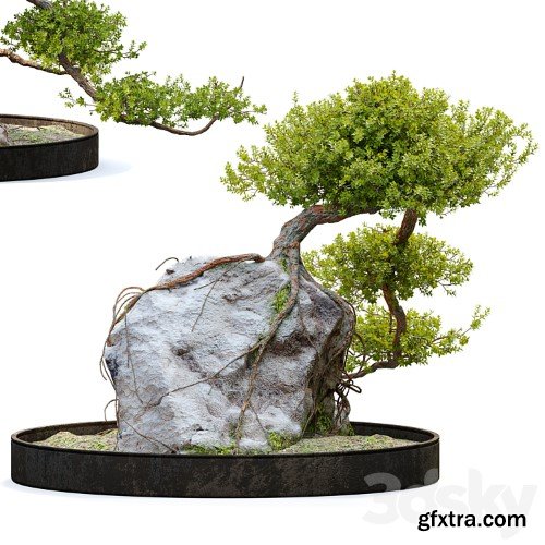 3dsky Pro - Bonsai plant_04