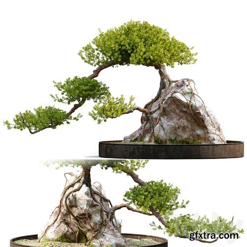 3dsky Pro - Bonsai plant_04