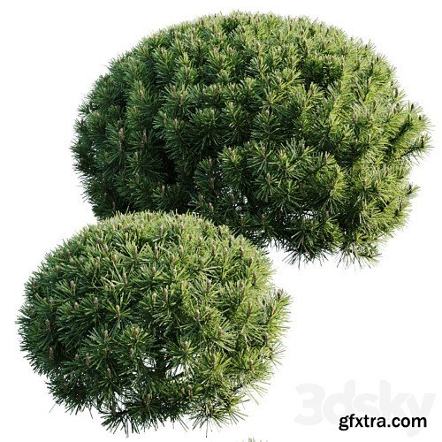 3dsky Pro - Mountain Pine Mugo