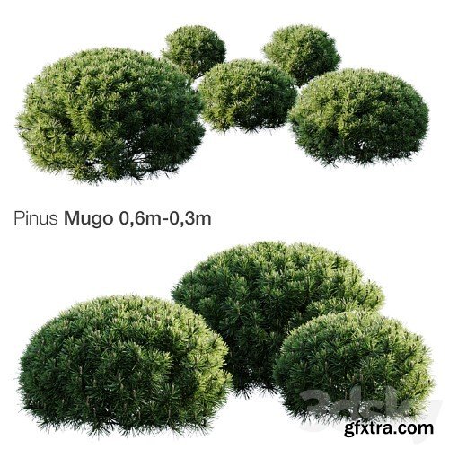 3dsky Pro - Mountain Pine Mugo