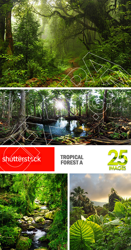 Tropical Forest A 25xJPG