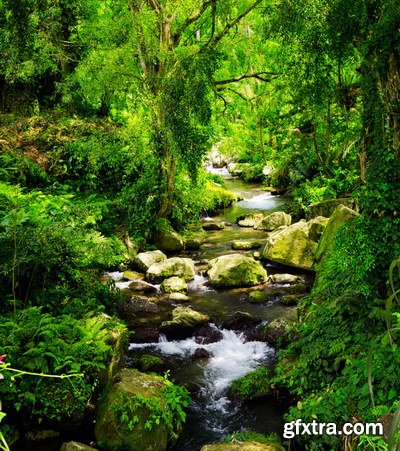 Tropical Forest A 25xJPG