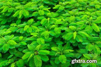 Tropical Forest A 25xJPG