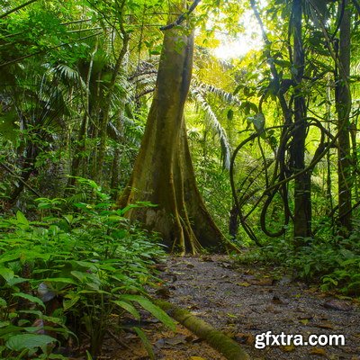 Tropical Forest A 25xJPG
