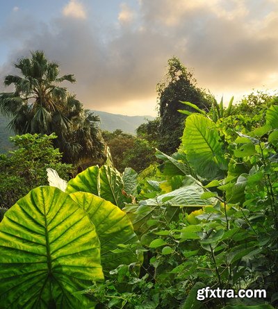 Tropical Forest A 25xJPG