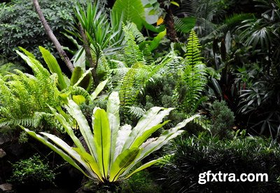 Tropical Forest A 25xJPG