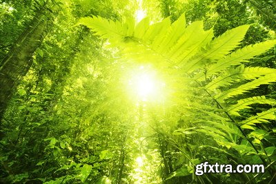 Tropical Forest A 25xJPG