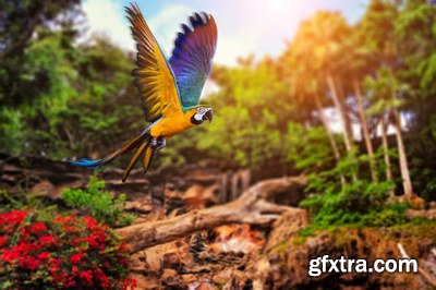 Tropical Forest A 25xJPG