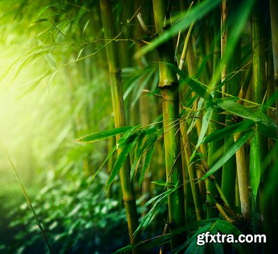 Tropical Forest A 25xJPG