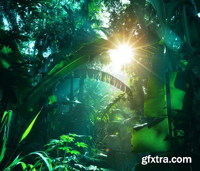 Tropical Forest A 25xJPG