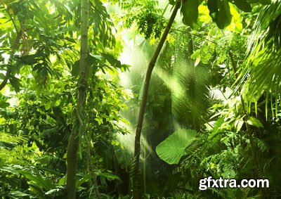 Tropical Forest A 25xJPG