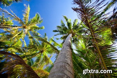 Tropical Forest A 25xJPG