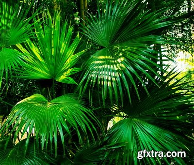 Tropical Forest A 25xJPG