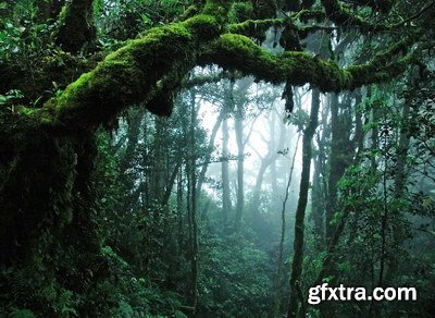 Tropical Forest A 25xJPG