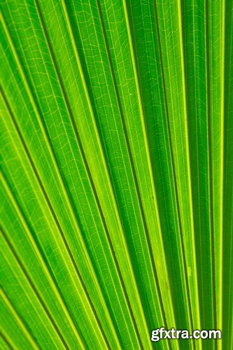 Tropical Forest A 25xJPG