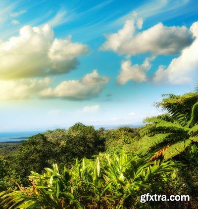 Tropical Forest A 25xJPG