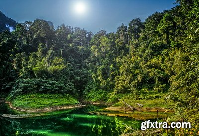 Tropical Forest A 25xJPG