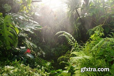 Tropical Forest A 25xJPG