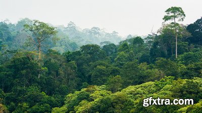 Tropical Forest A 25xJPG