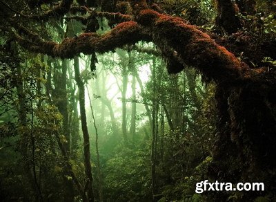 Tropical Forest A 25xJPG