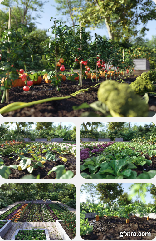 Nouvelle Mesure Lab - Bio Vegetables Pack